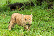 Lion (Panthera leo), cub age 6 weeks, playing with plant, Masai-Mara Game Reserve, Kenya