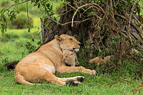 Lion (Panthera leo), female with two cubs age 6 weeks, Masai-Mara Game Reserve, Kenya