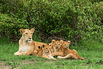 Lion (Panthera leo), female with four cubs, age 2-3 months, Masai-Mara Game Reserve, Kenya