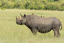 Black rhino (Diceros bicornis), with Yellow-billed oxpeckers (Buphagus africanus) sitting on back and feeding on insects, Masai-Mara Game Reserve, Kenya