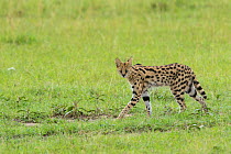 Serval (Leptailurus serval) walking, Masai-Mara Game Reserve, Kenya