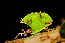 Leafcutter ant (Atta cephalotes,) carrying pieces of leaves, Costa Rica.