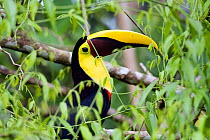 Swainson's toucan (Ramphastos ambiguus swainsonii) portrait, Costa Rica