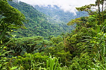 Montane rainforest, Braulio-Carrillo National Park, Costa Rica.
