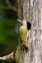 Grey-headed woodpecker (Picus canus) at nest, Bavaria, Germany, May.