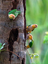 White-bellied parrots (Pionites leucogaster xanthomeri) in rainforest, Tambopata National Reserve, Peru.