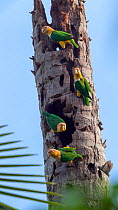 White-bellied parrots (Pionites leucogaster xanthomeri) in rainforest, Tambopata National Reserve, Peru.