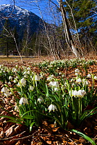 Spring snowflakes (Leucojum vernum) in  spring, deciduous forest, Alps, Upper Bavaria, Germany, March.