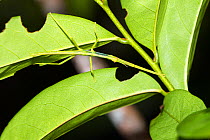 Stick Insect in rainforest, Daintree National Park, North Queensland, Australia, October.
