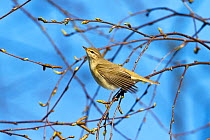 Willow warbler (Phylloscopus trochilus) Bavaria, Germany, April.