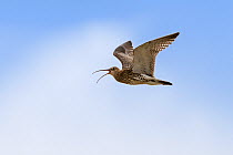 Curlew (Numenius arquata) in flight, Spiekeroog Island National Park, Germany, Europe