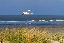 Herring gull (Larus argentatus) in flight over coast, North Sea, Germany, June.