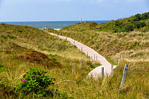 Pathway to the Beach, Spiekeroog Island,  East Frisian Islands, Wittbulten National Park.  Wadden Sea UNESCO World Heritage Site, Germany, June.