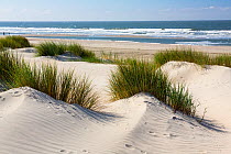 Dunes at the beach, Spiekeroog Island,  East Frisian Islands, Wittbulten National Park.  Wadden Sea UNESCO World Heritage Site, Germany, June.