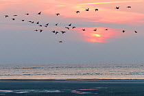 Beach at sunset and Canada geese (Branta canadensis), Spiekeroog Island, East Frisian Islands, Wittbulten National Park. Wadden Sea UNESCO World Heritage Site, Germany, June.
