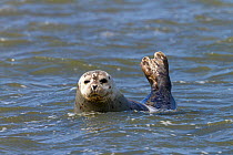 Common seal (Phoca vitulina) swimming, East Frisian Islands, Lower Saxon Wadden Sea National Park. Wadden Sea UNESCO World Heritage Site, Germany, June.