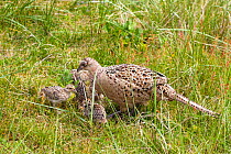 Pheasant (Phasianus colchicus) female with chicks, East Frisian Islands, Lower Saxon Wadden Sea National Park. Wadden Sea UNESCO World Heritage Site, Germany, June.