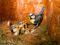 Blue tit  (Cyanistes caeruleus) feeding young in the nestbox,  Bavaria, Germany, May.