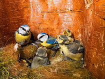 Blue tit  (Cyanistes caeruleus) feeding young in the nestbox,  Bavaria, Germany, May.