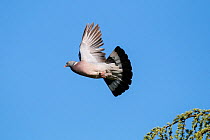 Wood pigeon (Columba palumbus) in flight,  France, June.