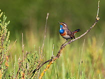 Bluethroat (Luscinia svecica) male singing, Brittany, France, Europe