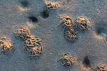 Lugworm / Sandworm (Arenicola marina) holes and casts on mudflats, on the coast of the North Sea, Germany, June.
