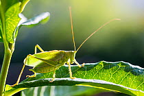 Upland Green bush-cricket (Tettigonia cantans) male, Bavaria, Germany, August.