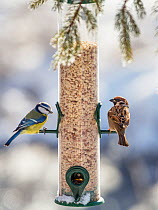 Blue tit (Cyanistes caeruleus) and Tree sparrow (Passer montanus)  at feeder in winter,  Bavaria, Germany, February.