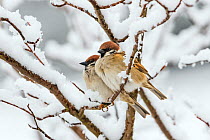 Tree sparrows (Passer montanus) in snow, Bavaria, Germany, March.