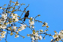 Blackbird (Turdus merula) male in singing in spring, Bavaria, Germany, April.