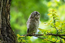 Tawny owl (Strix aluco) juvenile perched, Bavaria, Germany, Europe