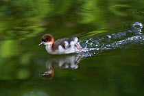 Goosander (Mergus merganser) chick running on water surface, Upper Bavaria, Germany, May.