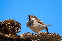 House sparrow (Passer domesticus) male displaying, Germany, June.