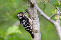 Lesser spotted woodpecker (Dryobates minor) male, Bavaria, Germany, June.