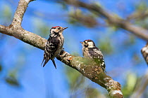 Lesser spotted woodpecker (Dryobates minor) male and chick,  Bavaria, Germany, June.