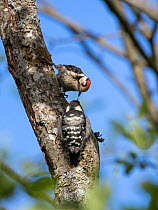 Lesser spotted woodpecker (Dryobates minor) male feeding chick,  Bavaria, Germany, June.