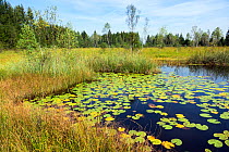 Moorland  pond with Waterlily pads (Nymphaea alba) Kochelsee-area, Upper Bavaria, Germany, September.