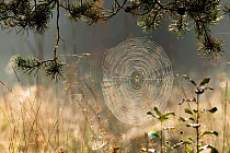 Orb-weaver spider (Araneus sp) web covered in dew,  Upper Bavaria, Germany, September.