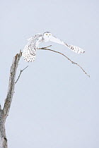 Snowy owl (Bubo scandiacus)  female taking off the winter tree, Quebec, Canada, February.