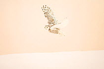 Snowy owl (Bubo scandiacus)  female flying, Quebec, Canada, February.