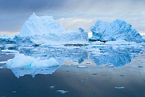 Icebergs in Disko Bay, Greenland. June 2011.