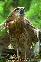 Short toed snake eagle (Circaetus gallicus) fledgling begging for food, Verdon, France