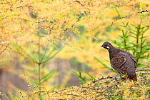 Canada grouse (Falcipennis canadensis) in autumn tree, Quebec, Canada, October.