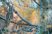 Long-eared owl (Asio otus) on tree, Ecrins National Park, Alps,  France, November.