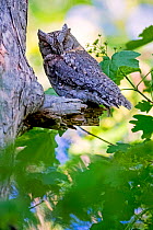 Eurasian scops owls (Otus scops) migrant owl,  alps, South of France, May.