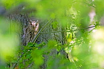Eurasian scops owl (Otus scops) migrant owl, Alps, South of France, May.