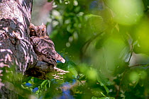 Eurasian scops owls (Otus scops) migrant owl, Alps, South of France, May.