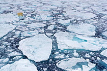 Polar bear (Ursus maritimus) moving around on ice floe, looking for food, Svalbard, Norway, July.