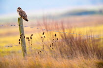 Short-eared-owl (Asio flammeus) looking for prey from fence post, Vendee, France, January.