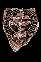 Median wasp (Dolichovespula media) nest, cross section showing combs. Hessen, Germany.